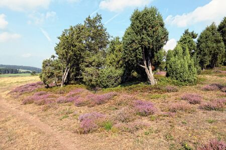 path leading through heather blossom landscape in Eifel region in Germany.の写真素材