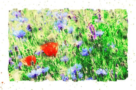 Watercolor painting of poppy flower and corn flower blossom in summer time. frame with dots.の写真素材