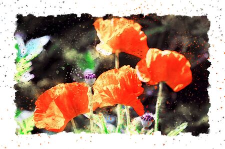 Watercolor painting of detail poppy flower blossom in summer time. frame with dots.の写真素材