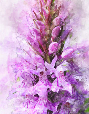 Watercolor painting of pink marsh orchid (Dactylorhiza majalis)の写真素材