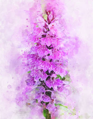 Watercolor painting of pink marsh orchid (Dactylorhiza majalis)の写真素材