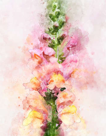 Watercolor painting of pink marsh orchid (Dactylorhiza majalis)の写真素材