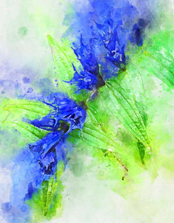 Watercolor painting of pink marsh orchid (Dactylorhiza majalis)の写真素材