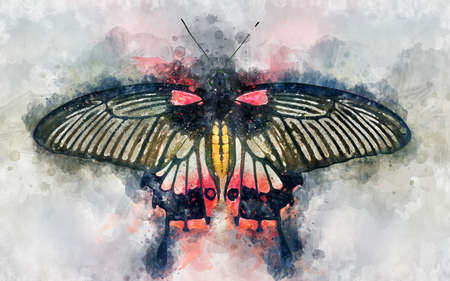 Watercolor illustration of exotic great Mormon butterfly (Papilio memnon)の写真素材