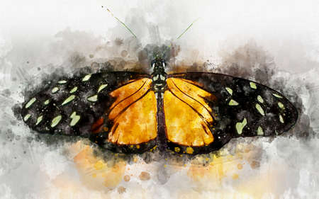 Watercolor illustration of exotic tiger longwing butterfly (Heliconius hecale)の写真素材
