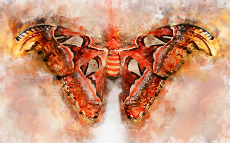 Watercolor illustration of exotic Atlas mothの写真素材