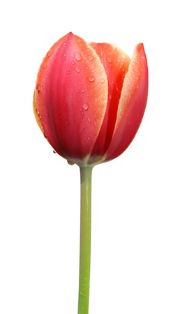 tulip isolated on a white isolated background の写真素材