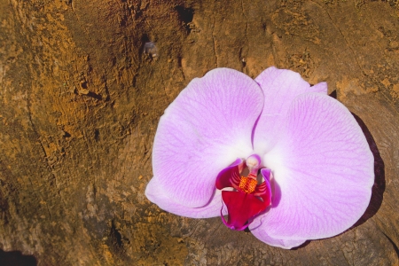 closeup of phalenopsis orchid against log backgroundの写真素材
