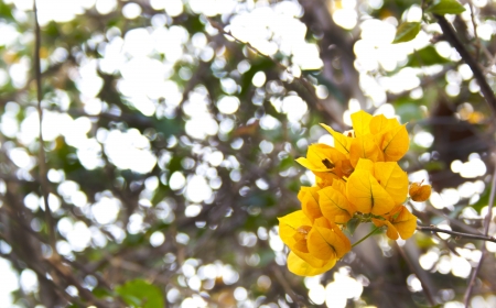 Isolated yellow flower against blurred backgroundの写真素材