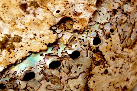 close up of section of abalone shell