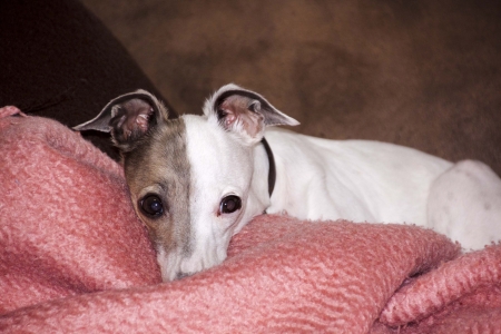 alert italian greyhound resting on pink blanketの写真素材