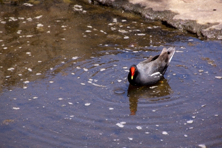 moorhen searching for food in pond on golf course 