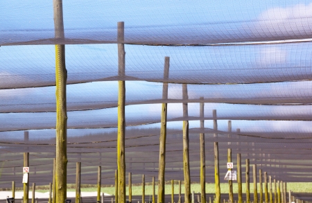 shadecloth supported by wooden poles in commercial nurseryの写真素材