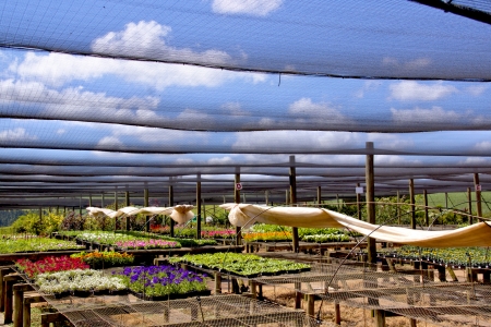 newly grown flower seedlings in a nursery settingの写真素材
