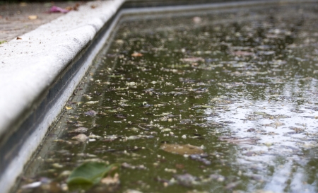 A closeup of the surface of a diregarded swimming pool contaminated with green algae and old leaves