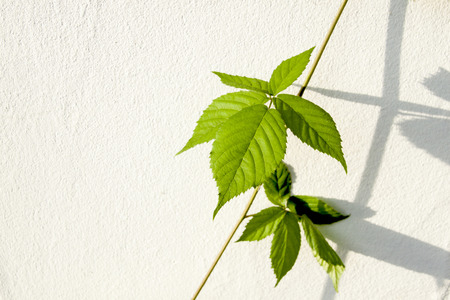 stem and leaves on creeping blackberry vineの写真素材