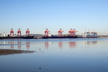 Lone pelican early morning wading in water in harbor setting in Durban South Africaの写真素材
