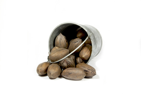 overturned bucket spilling freshly picked pecan nuts