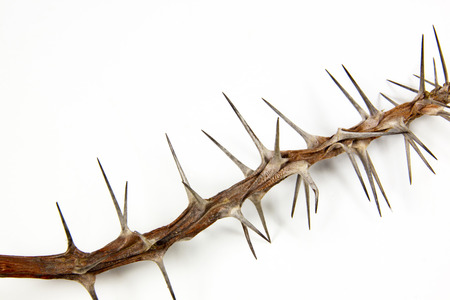 section of dried branch covered in sharp thornsの写真素材