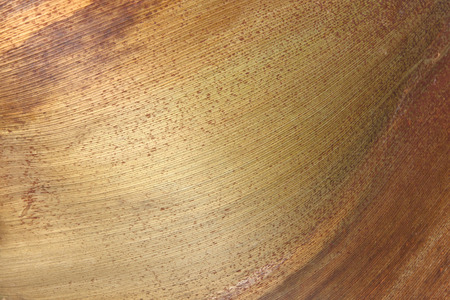 variety of colors and linear patterns on palm leaf