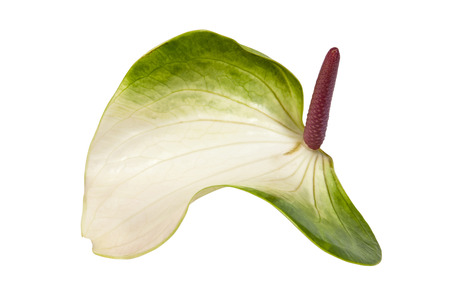 green and white anthirium flower with pink spadixの写真素材