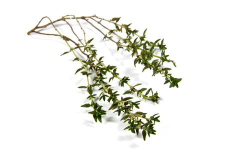 isolated single sprig of fresh garden thymeの写真素材