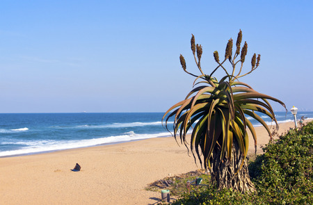 Lone Woman and Aloe plant on foreground of beach landscapeの写真素材