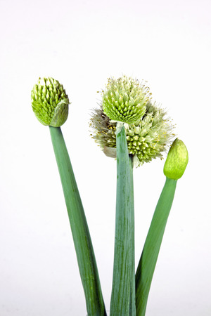 bud and white flowers of the scallion plantの写真素材