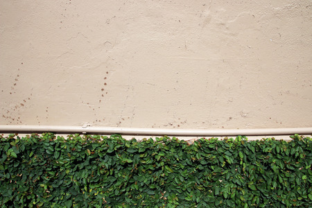 green creeper on rough painted wall with water pipe background
