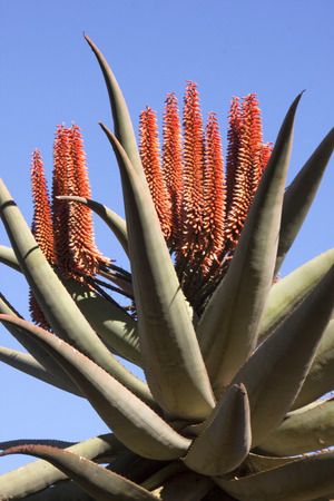 under view of tall succulent aloe plant with bright orange flowersの写真素材