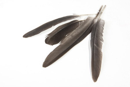 Studio shoto pf four dark grey birds feathers with pointed quills on whiteの写真素材