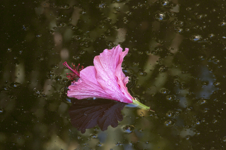 Pink hibiscus flower floating amid bubbles in green swimming poolの写真素材