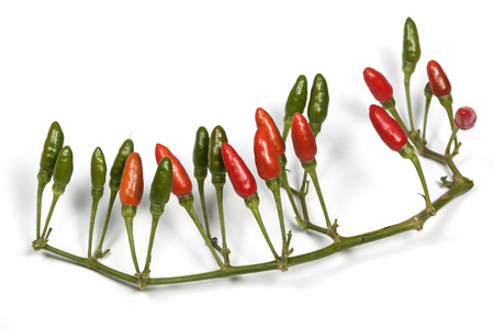 Studio shot branch of red and green devil chillies on whiteの写真素材