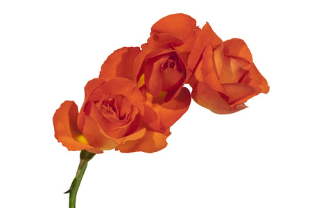 Studo shot of thrre colorful red roses on white backgroundの写真素材