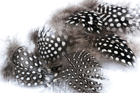 Studio shot close up of fine spotted fluffy patterned and textured  guinea fowl feathersの写真素材