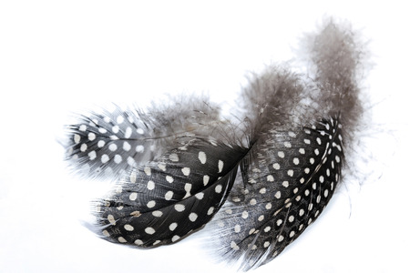 Studio shot of three fine fluffy spotted patterned and textured giunea fowl feathers on whiteの写真素材