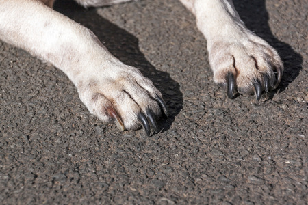 Close up of white dog paws resting on Asphalt road surfaceの写真素材
