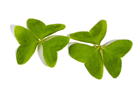 Studio shot of two natural green three leaf clovers on white background