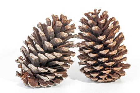 Studio shot  of two old upright  pine cones with patterns and textures on white backgroundの写真素材