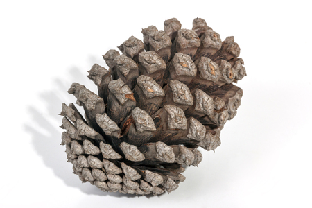 Studio shot of single aged pine cone patterns and textures on white backgroundの写真素材
