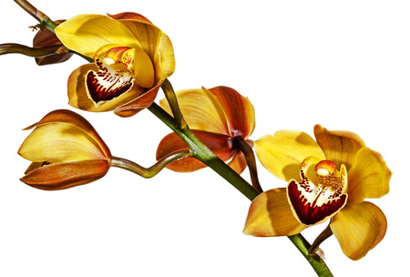 close uo studio shot of green stem of half-open yellow and magenta cymbidium orchid flowers on whiteの写真素材