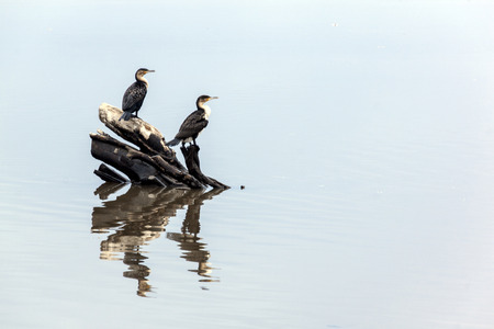 Two Comorant birds and reflections on water perched on driftwood on riverの写真素材
