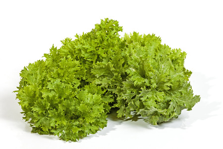 Studio shot of pile of curly green leaves of the mustard plant on white backgroundの写真素材