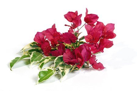 Studio shot Stem of dark pink bougainvillea flowers with variegated leaves on white backgroundの写真素材