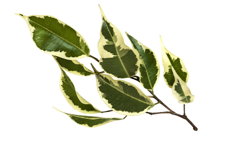 Studio shot of sprig of variegated bougainvillea leaves in shades of green and white on white backgroundの写真素材