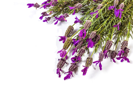 Studio shot close up of section of bunch of flowering purple lavender plant stems on white backgroundの写真素材