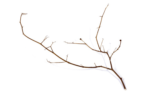 Above right side view studio shot of twig of dry dead plant on white backgroundの写真素材