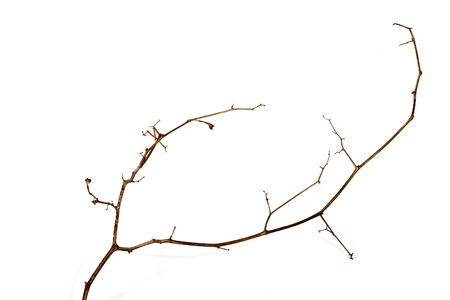 Above left side view studio shot of twig of dry dead plant on white backgroundの写真素材