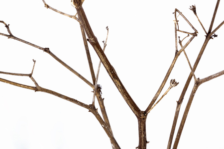 Extreme close up front view studio shot of twig of dry dead plant on white backgroundの写真素材