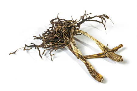 Studio shot  of dead dry pseudobulbs and roots of a cattleya orchid on whiteの写真素材